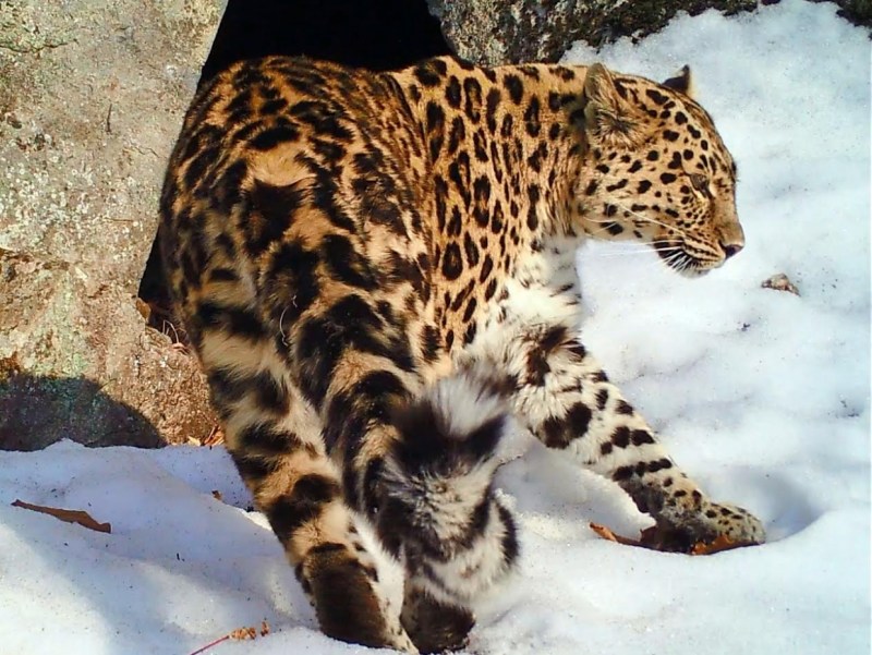 Леопард самка фото