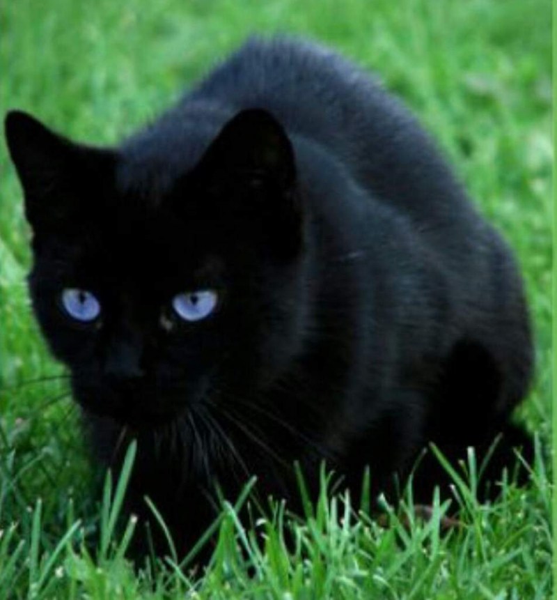Кот Охос азулес черный