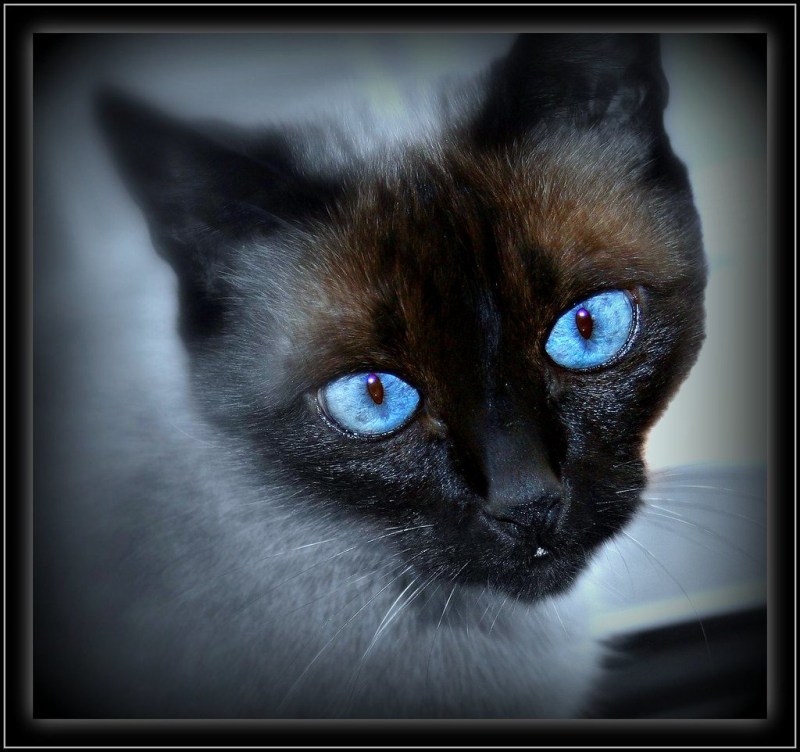 Кошачий глаз