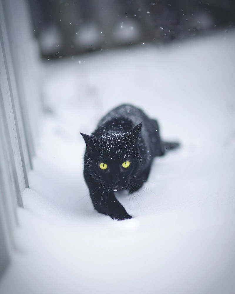 Кот на аву