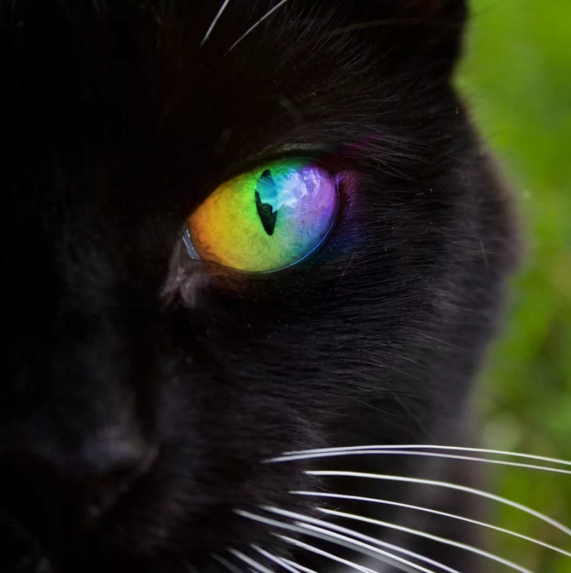 Чёрный котик с зелёными глазами