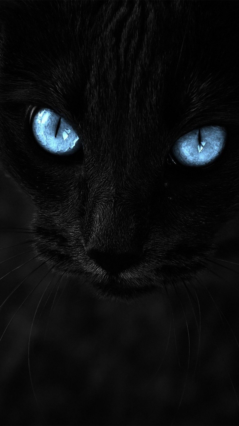 Черно синяя кошка
