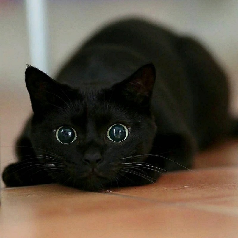 Кошка глаза в темноте красиво