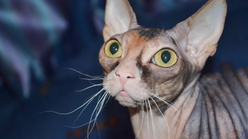 Египетский сфинкс кот