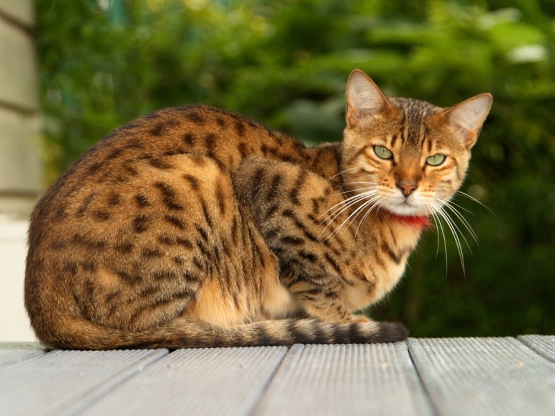 Египетская МАУ кошка