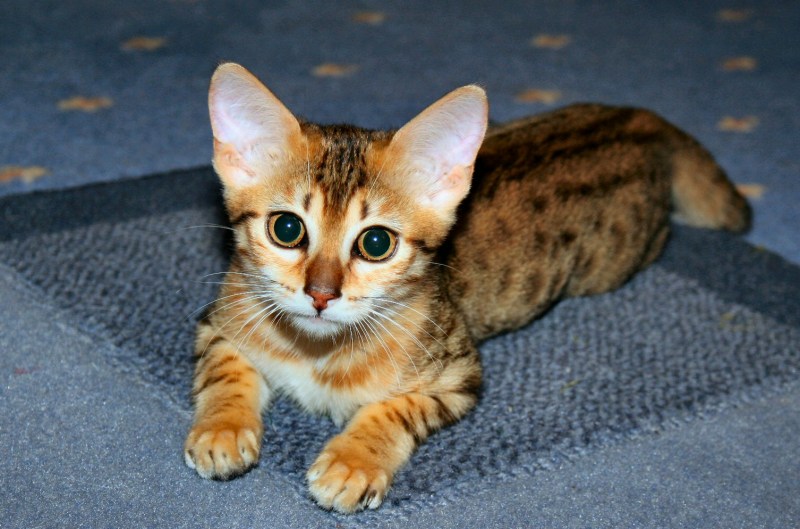 Египетская МАУ кошка