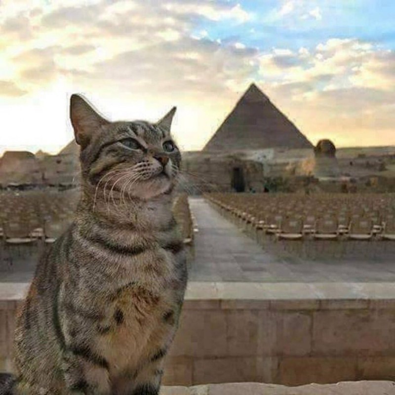 Египетские уличные кошки