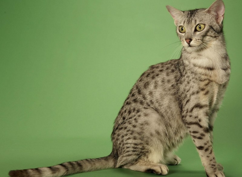 Египетская МАУ кошка
