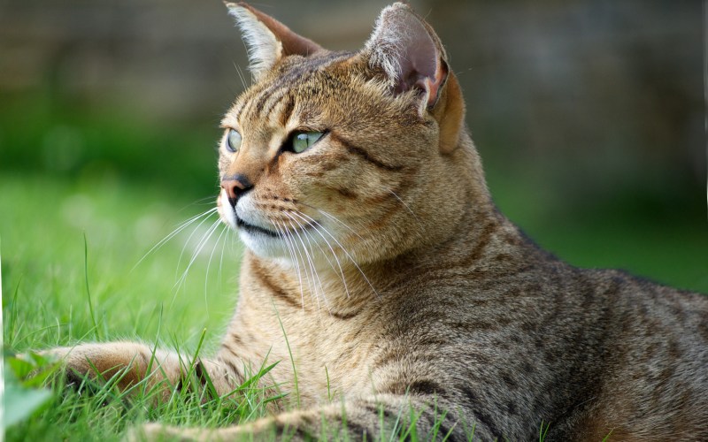 Египетская МАУ кошка
