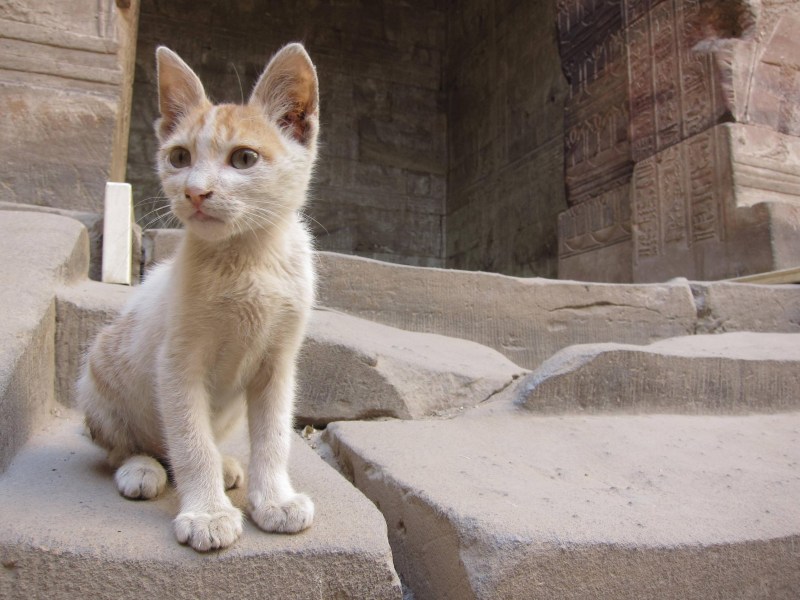 Египетский котенок