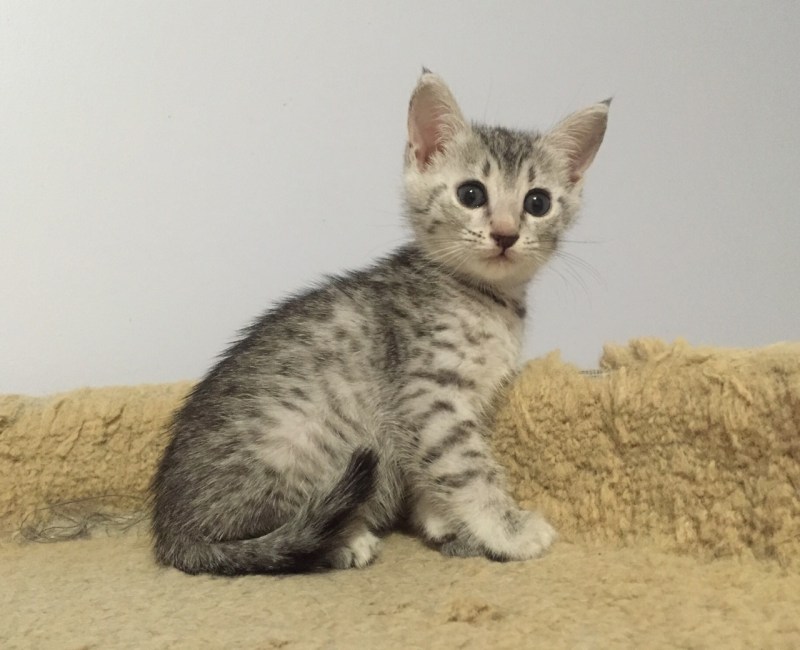 Коты сфинксы