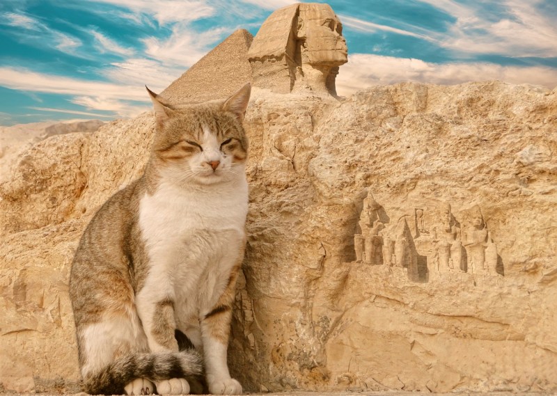 Египетский сфинкс кот
