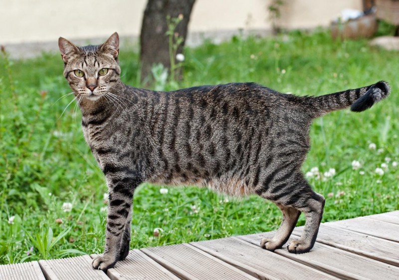 Кот породы Египетский МАУ