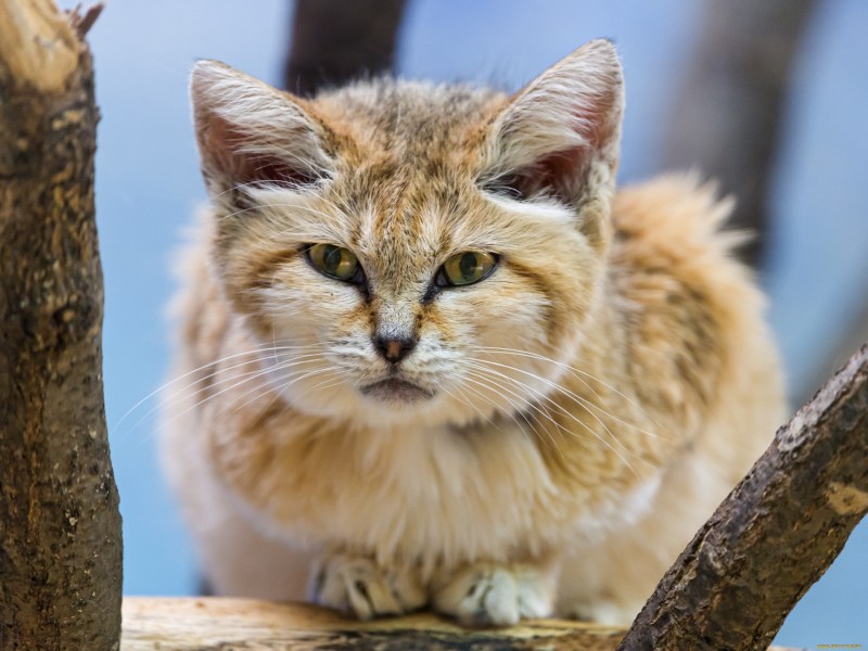 Барханный кот
