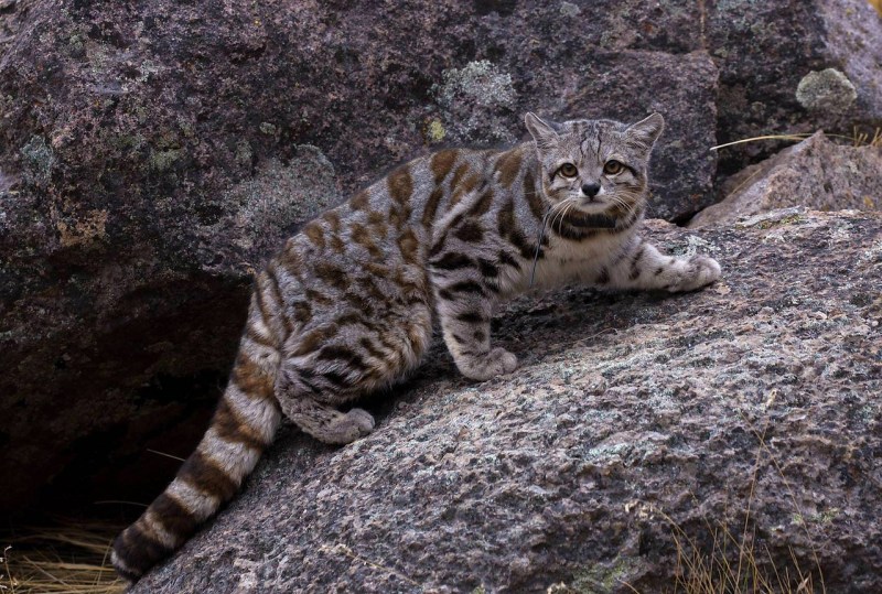 Андская Горная кошка