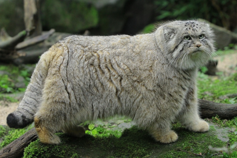 Кот Манул