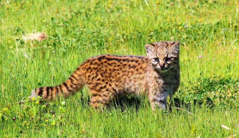 Leopardus guigna