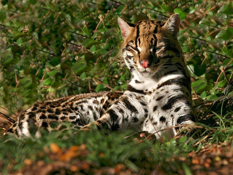 Кот хищник