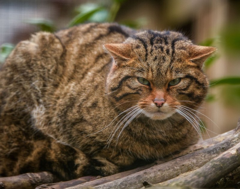 Европейская Дикая Лесная кошка