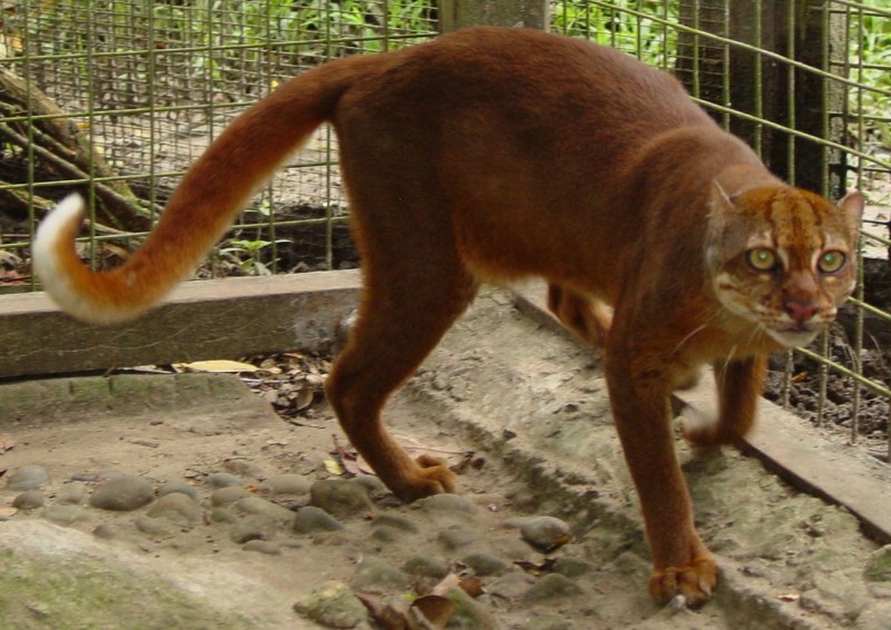 БОРНЕОСКАЯ кошка