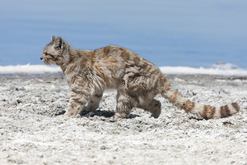 Leopardus Jacobitus