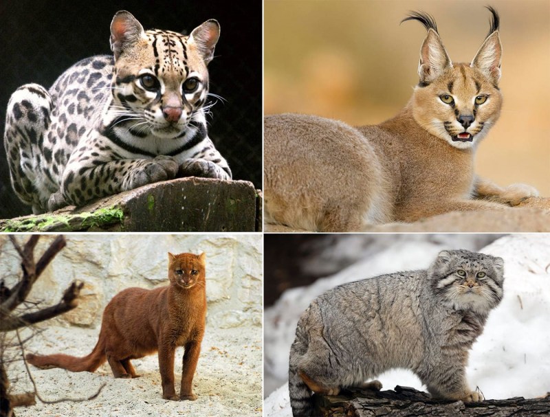 Кошка относится к семейству кошачьих