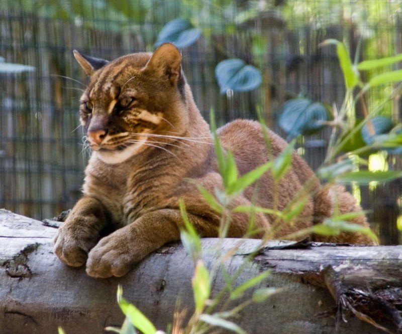 Кошка Темминка (Catopuma temminckii)