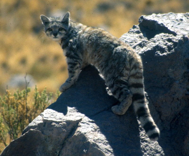 Leopardus Jacobitus
