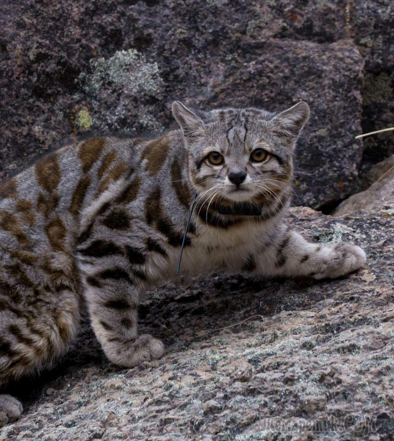 Андская Горная кошка
