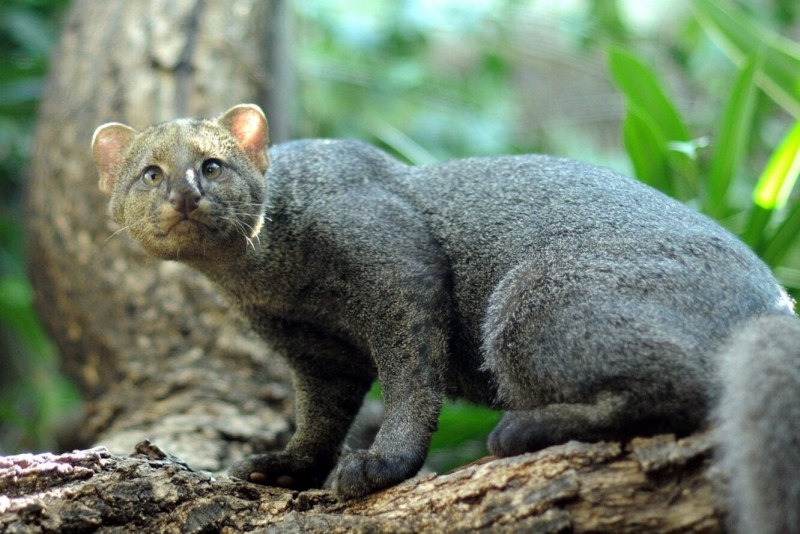 Ягуарунди кошка