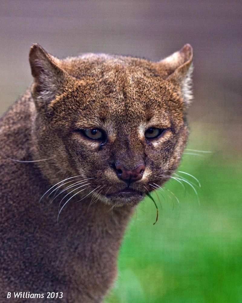 Ягуарунди кошка