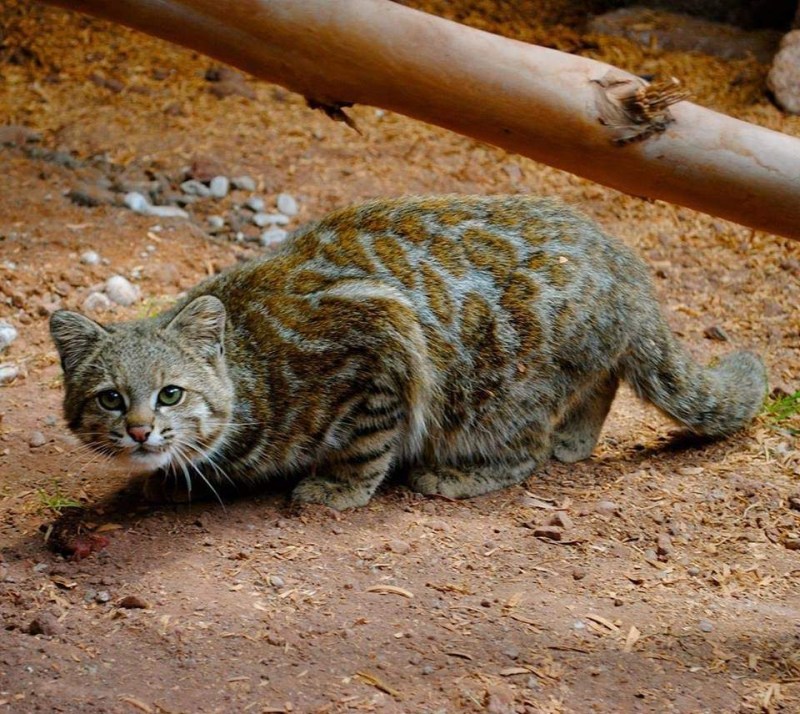 Андская кошка leopardus jacobita