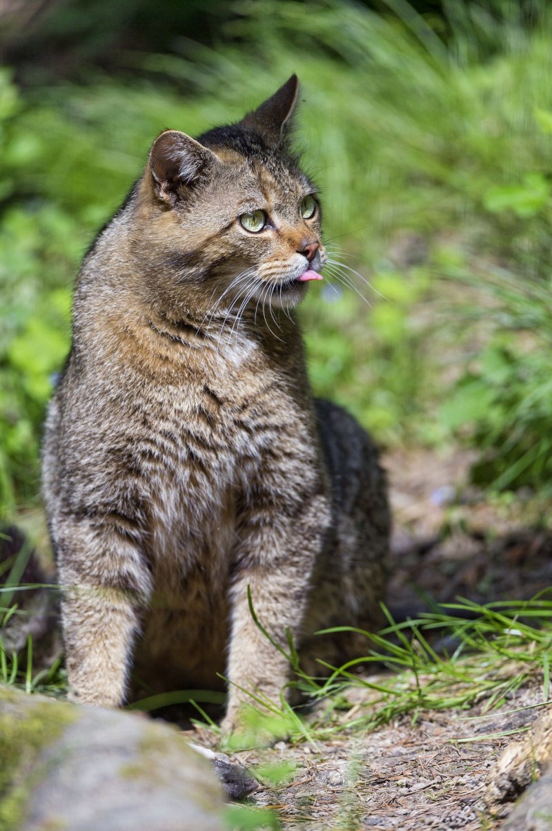 Felis Silvestris