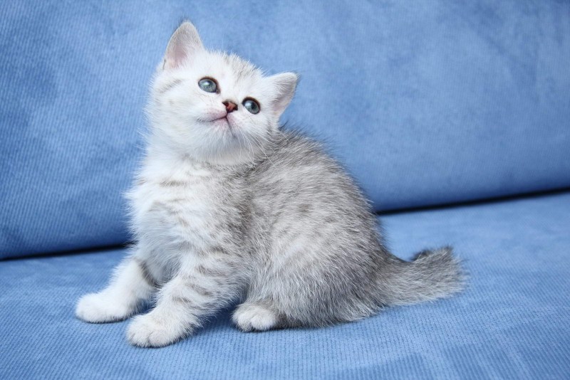 Шотландская прямоухая кошка белая