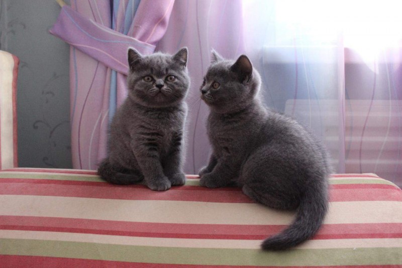 Чистокровные британские котята фото
