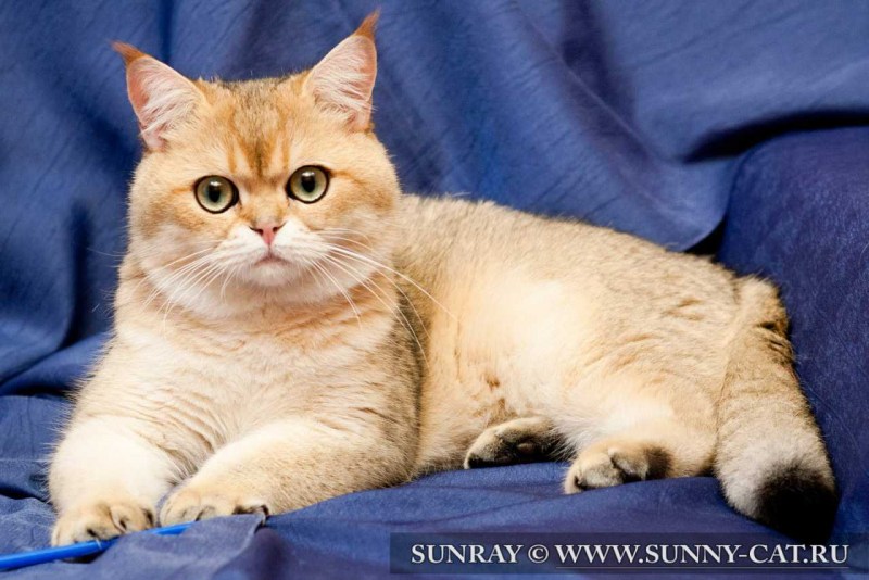 Рыжий кот британец прямоухий