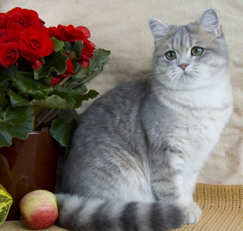 Шотландская короткошерстная шиншилла