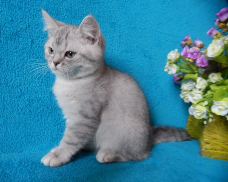 Скоттиш страйт котенок серый