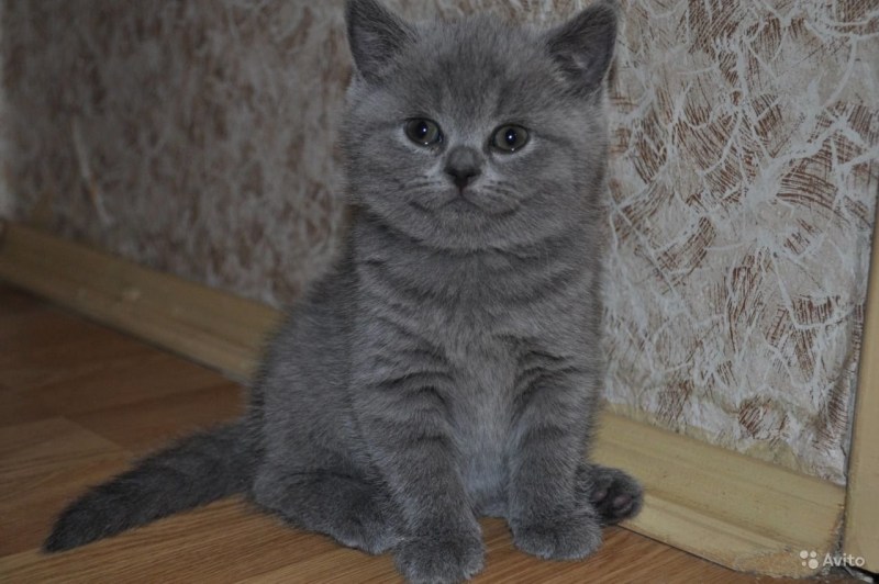 Кот серый мальчик прямоухий шотландский