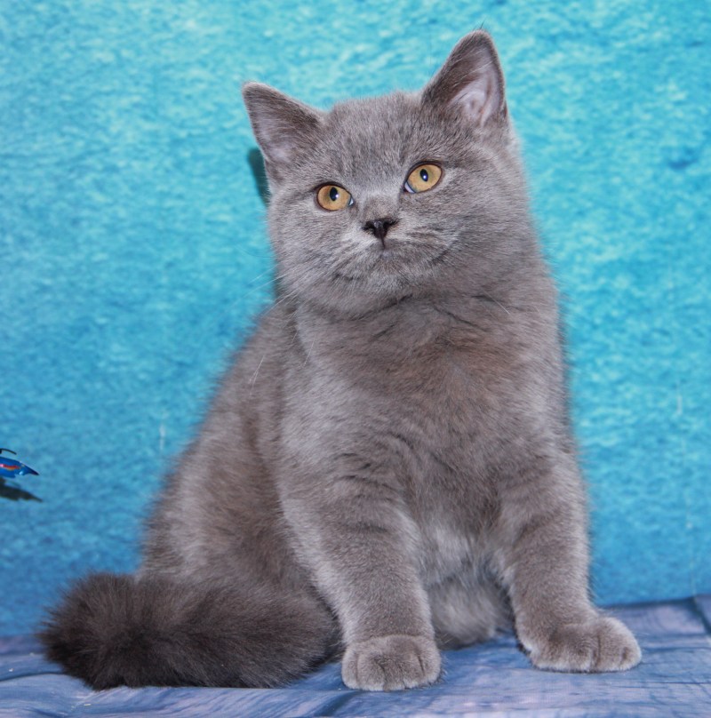Шотландская прямоухая короткошерстная