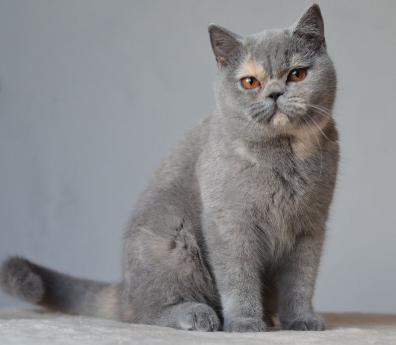 Британская короткошёрстная кошка окраса серый