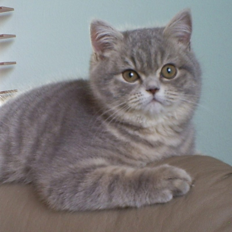 Голубой табби британский кот