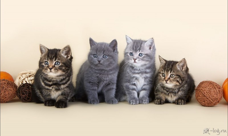Котята разных цветов