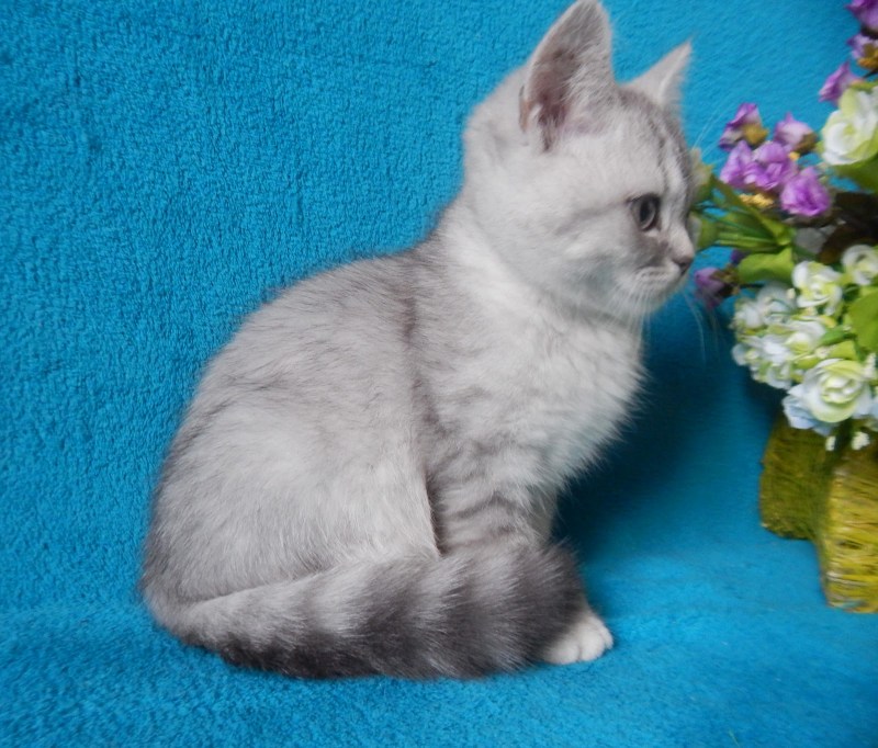 Шотландские котята прямоухие