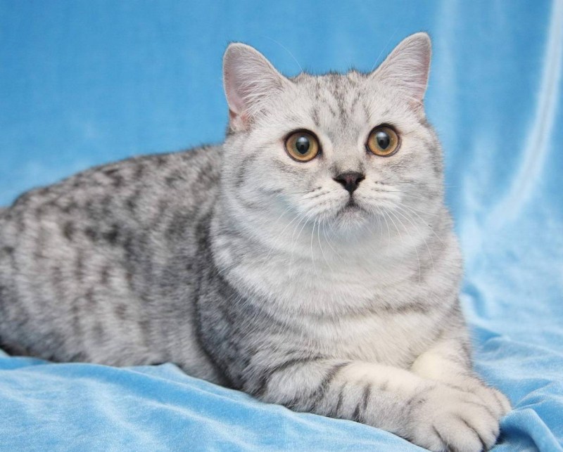 Шотландская короткошерстная шиншилла
