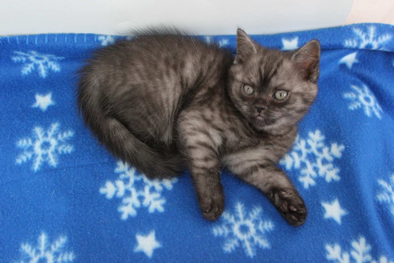 Кот скоттиш страйт дымчатый