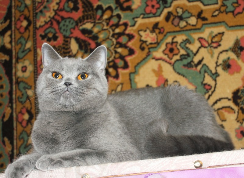 Шотландская голубая кошка прямоухая