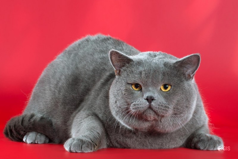 Коты породы британец