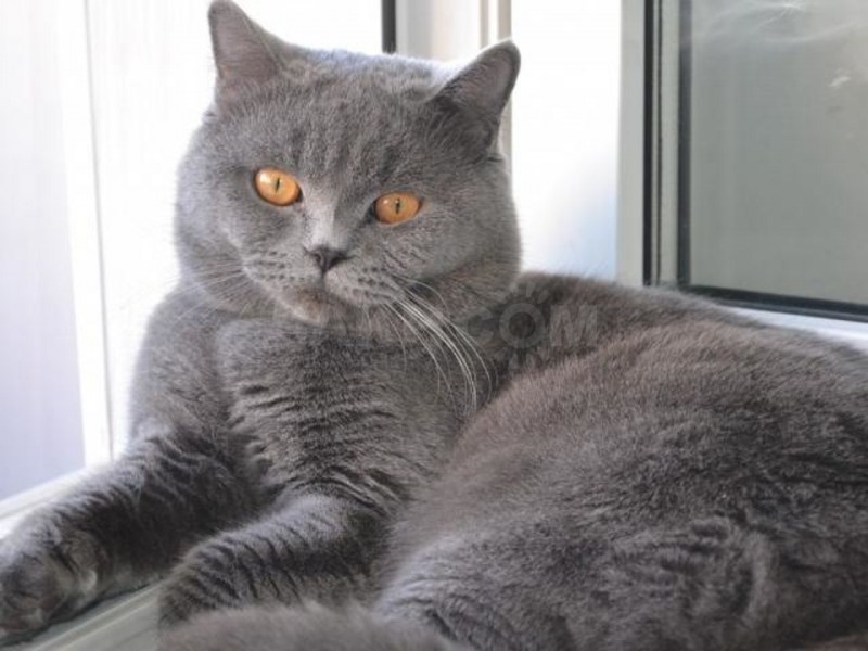 Шотландский кот прямоухий серый