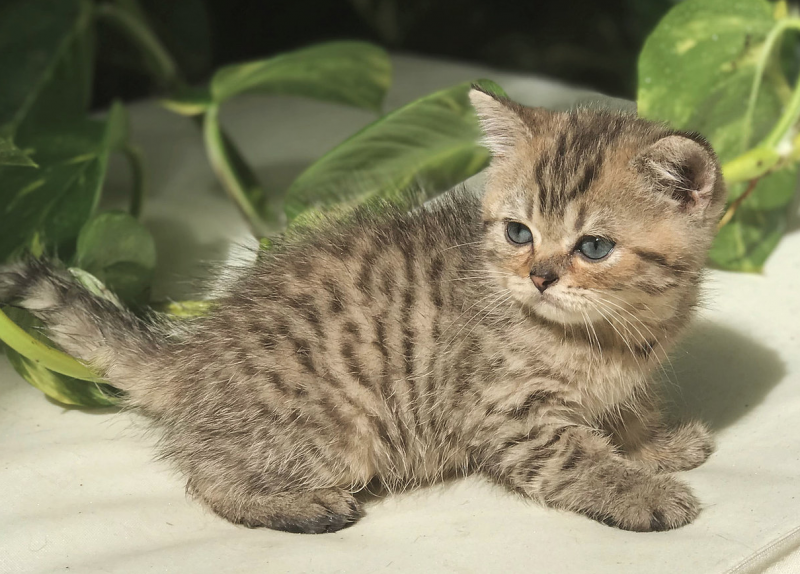 Котята Браун табби фолд